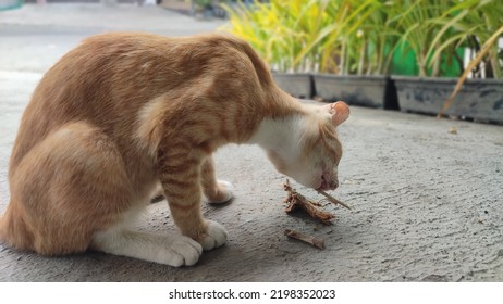 Orange Cat Eating Fried Chicken