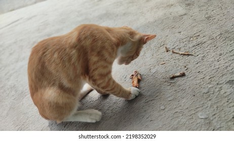 Orange Cat Eating Fried Chicken