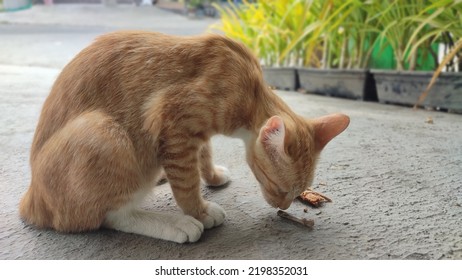 Orange Cat Eating Fried Chicken