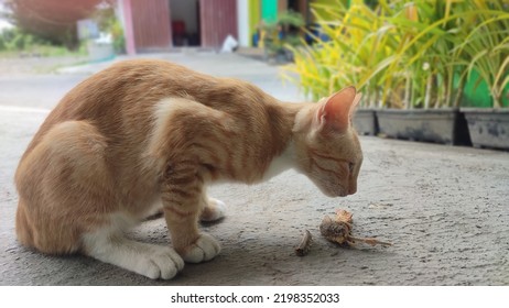 Orange Cat Eating Fried Chicken