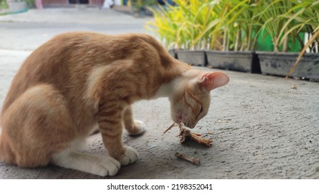 Orange Cat Eating Fried Chicken