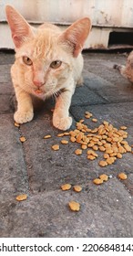 An Orange Cat Eating Pet Food