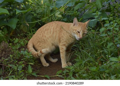 Orange Cat Eating Weed Outdoors