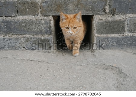 Orange cat emerging from a small opening in an old stone wall in Xian, China, showing a charming street animal moment during travel.
