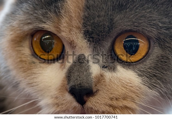 Orange Cat Eyes Looking You Close Stock Photo Edit Now 1017700741