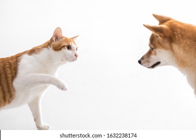 Orange Cat First Met A Dog And Want To Say Hi On White Background.