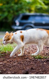 Orange Cat Is In Front Of The House Walking Cute