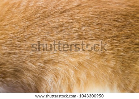 orange cat fur texture 