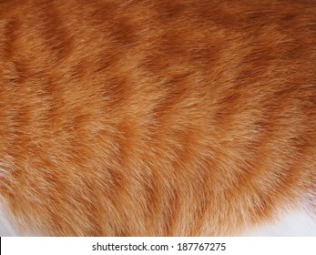 Orange Cat Fur.Thai Cat Fur Texture.