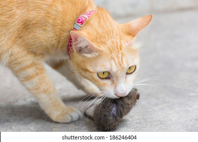 Orange Cat Had A Rat In Its Mouth For Hunting Killer And Eat The Rat Survive At House, Ginger Cat Hunting And Holds Mouse At Home, Pest Prey Or Food Animal