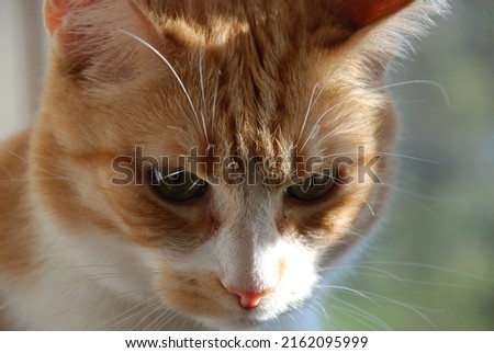 Orange cat head closeup. Cat in front of window.