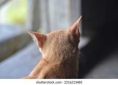 Orange Cat With His Back To The Camera