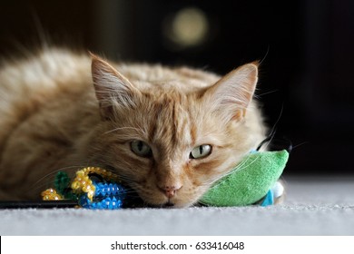 Orange Cat And His Toy