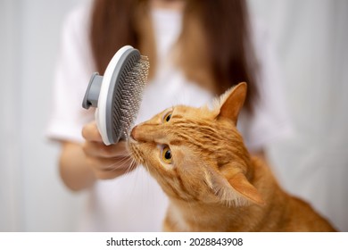 Orange Cat Is Interested In Brushing While Being Combed At Home. Cat Hair Brush, Combing Hair Brush For Animals. Human Hand Brushing The Cat's Hair