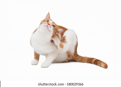 Orange Cat With An Itch