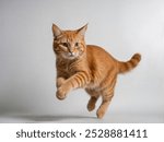 Orange cat jump in the studio and white background