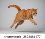 Orange cat jump in the studio and white background