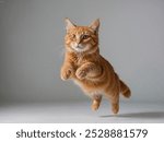 Orange cat jump in the studio and white background