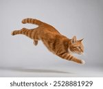 Orange cat jump in the studio and white background