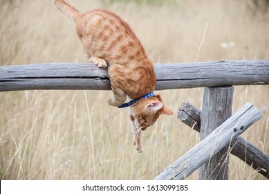 Orange Cat Jumping Down A Fence