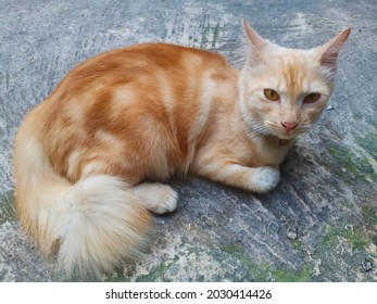 An Orange Cat Laying Down On The Floor