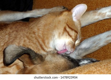 Orange Cat Licking A Dog