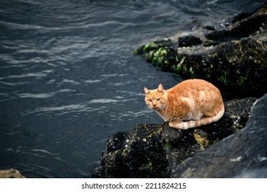 Orange Cat Is Looking For Fish By The Sea.