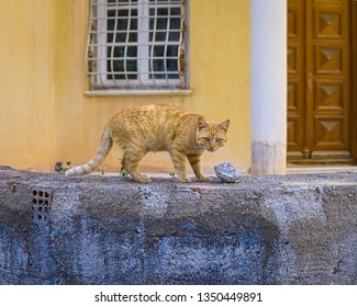 Orange Cat Looking For Food In Tin Foil On A Wall. Stock Image