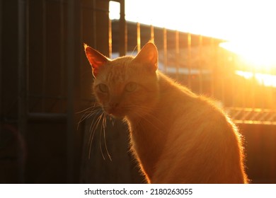 The orange cat is looking at something with its back to the sun so it creates a good silhouette and photo. morning