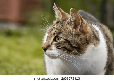 orange cat lounging in a grassy yardb