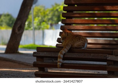 Orange Cat Lounging on a Park Bench