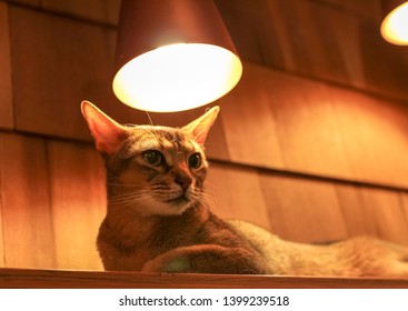 Orange Cat Lying On A Shelf Under A Lamp In A Cat Café