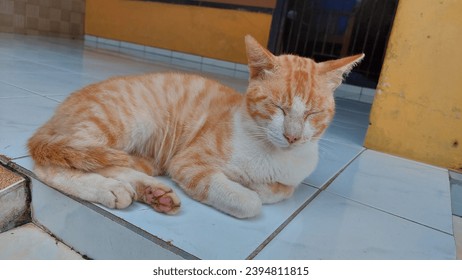 An Orange cat was lying on the tiled floor in front of the house terrace. The cat can be seen closing its eyes but it is not sleeping.