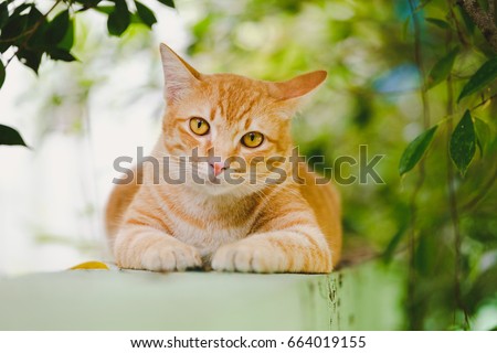 Orange cat lying on the wall of the house Funny gesture