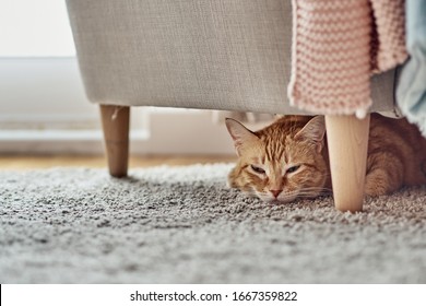 An Orange Cat Lying Under A Sofa