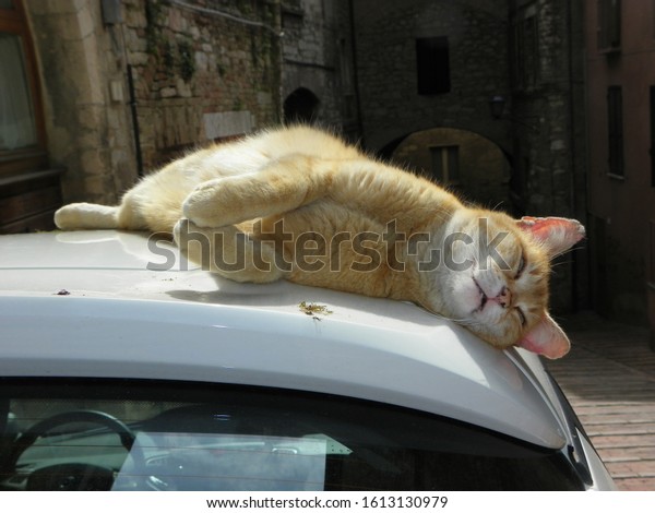 An orange cat naps on a car and enjoys the sunshine.\
Perugia, Italy. 