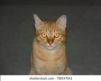 Orange Cat On Dark Gray Background. Beautiful Cat Is Small Furry Carnivorous Mammal And Pet In House. Cat Is Strong Flexible Body Quick Reflex Sharp Retractable Claw. Teeth Cat Can Kill Small Prey Rat