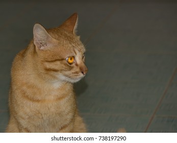 Orange Cat On Dark Gray Background. Beautiful Cat Is Small Furry Carnivorous Mammal And Pet In House. Cat Is Strong Flexible Body Quick Reflex Sharp Retractable Claw. Teeth Cat Can Kill Small Prey Rat