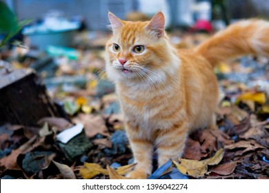 Orange cat on outdoor garden background - Image