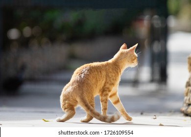 Orange Cat Outside In Slow Motion. Low Angle View Of A Beautiful Orange Cat In Focus Outside Walking