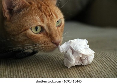 An Orange Cat And Its Paper Ball