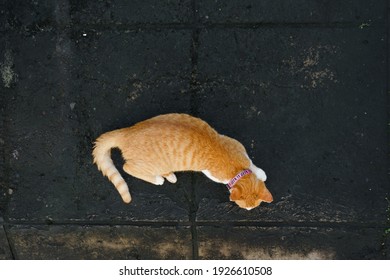 An orange cat is photographed from above while lying on the cement floor.