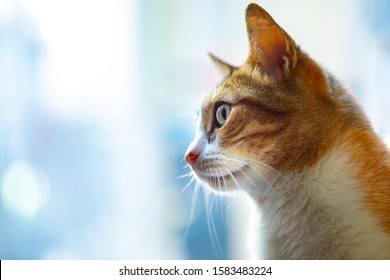 Cat Profile Images Stock Photos Vectors Shutterstock