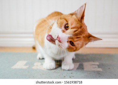 Orange Cat Reacting To Catnip.