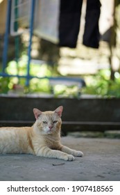 Orange Cat Relaxing Outside House