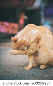 Orange Cat Rubbing His Head