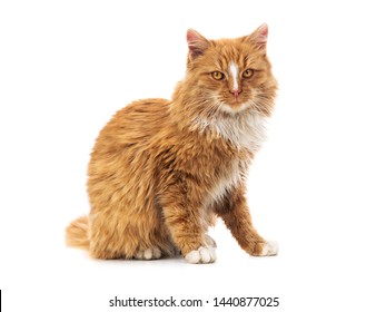 Orange Cat  Sits On A White Background