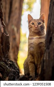 Orange Cat Sitting At The Base Of Two Redwood Trees With Fall Colors And Soft Background