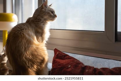 an orange cat is sitting facing the window,red pillow - Powered by Shutterstock