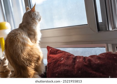 an orange cat is sitting facing the window,red pillow - Powered by Shutterstock